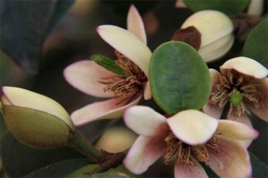 含笑花有哪些种类