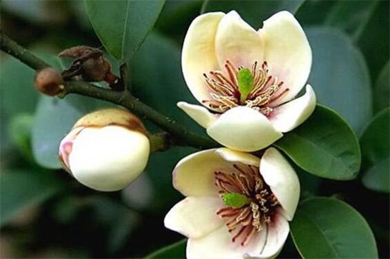 含笑花有哪些种类