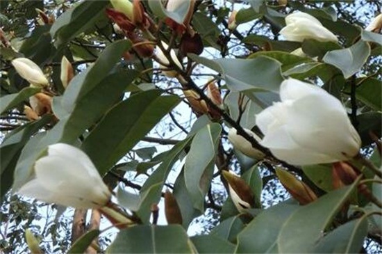含笑花有哪些种类