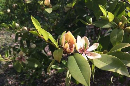 含笑花为何偷不得