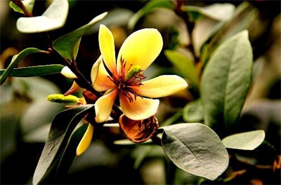 含笑花一年开几次花,含笑花花期在3~5月/一年开2次