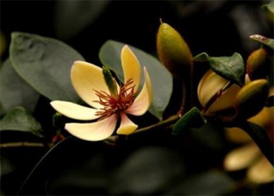 含笑花一年开几次花,含笑花花期在3~5月/一年开2次