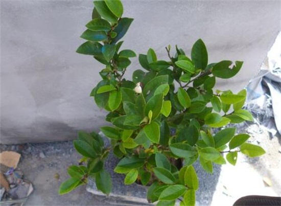 含笑花一年开几次花,含笑花花期在3~5月/一年开2次