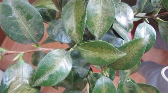 含笑花一年开几次花,含笑花花期在3~5月/一年开2次