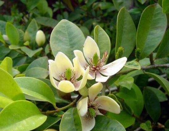 含笑花叶子枯萎如何办，六种办法让它恢复生机