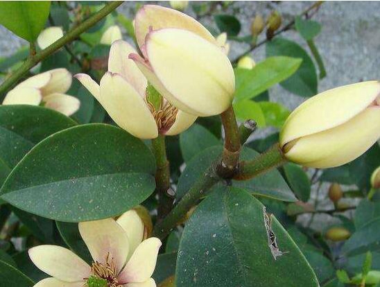 含笑花叶子枯萎如何办，六种办法让它恢复生机