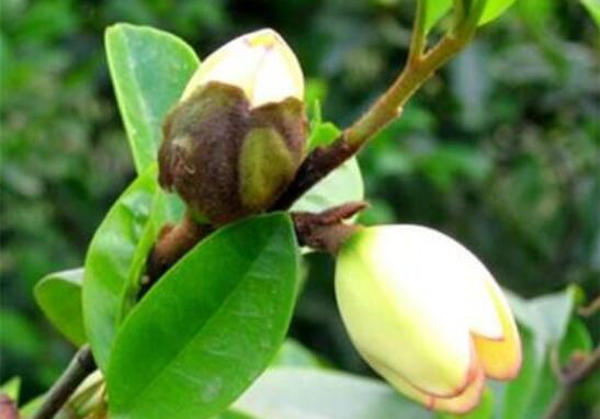 含笑花叶子枯萎如何办，六种办法让它恢复生机