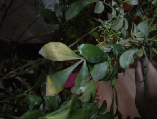 含笑花叶子枯萎如何办，六种办法让它恢复生机