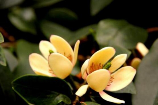 含笑花不开花如何办，五个步骤教你轻松处理