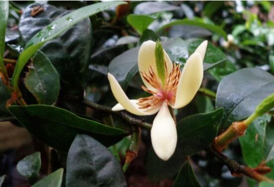 含笑花不开花如何办，五个步骤教你轻松处理