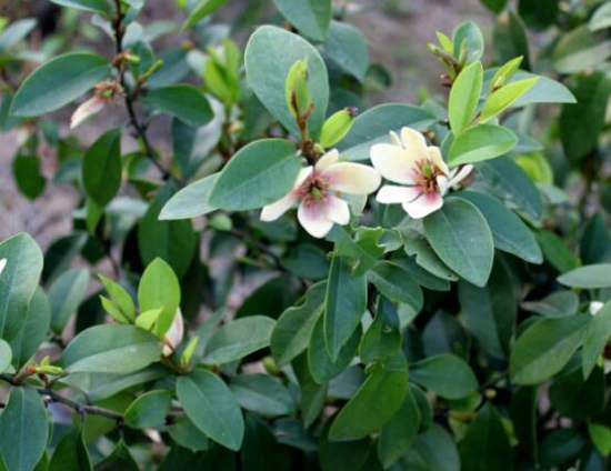 含笑花不开花如何办，五个步骤教你轻松处理