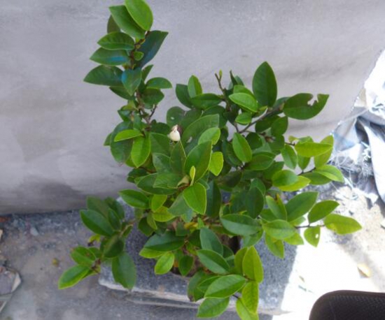 含笑花不开花如何办，五个步骤教你轻松处理