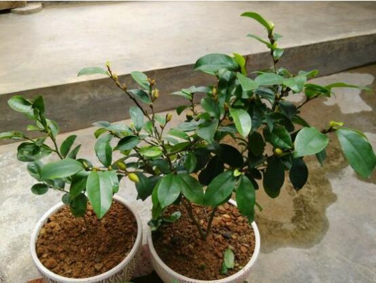 含笑花不开花如何办，五个步骤教你轻松处理