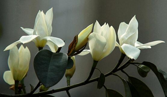 含笑花不开花如何办，五个步骤教你轻松处理