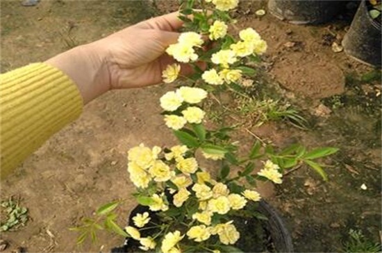 红木香花如何种植，秋季摘枝栽植生根