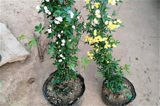 红木香花如何种植，秋季摘枝栽植生根