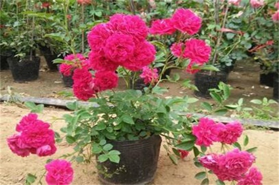 红木香花如何种植，秋季摘枝栽植生根