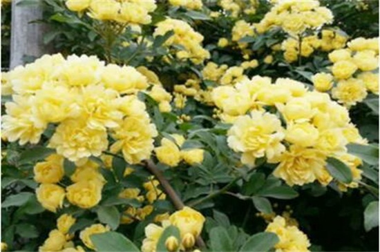 红木香花如何种植，秋季摘枝栽植生根