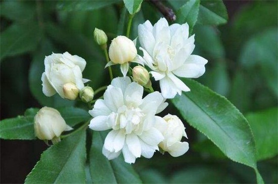 木香花如何修剪