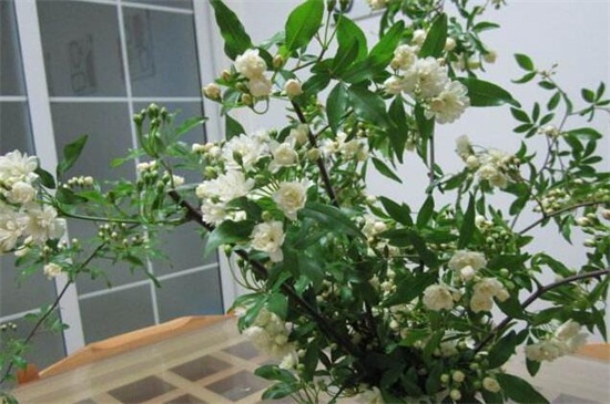 木香花如何修剪