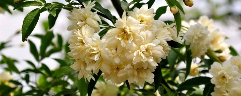 木香花的养殖办法和留意事项