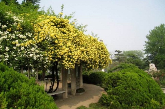 木香花的养殖办法和留意事项