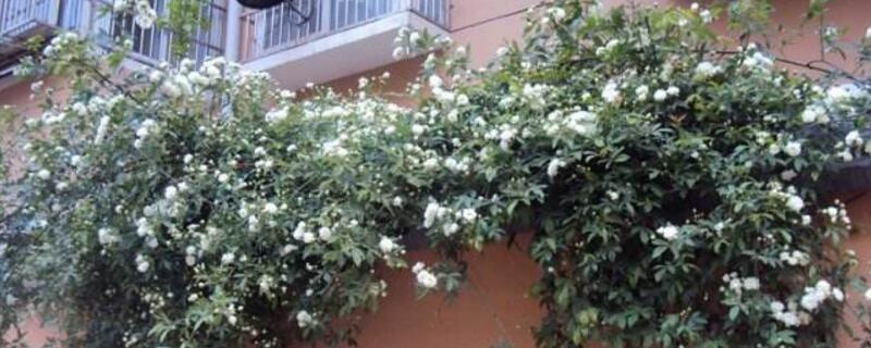 木香花的养殖方式和留意事项