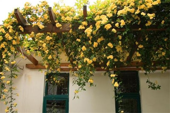 木香花的养殖方式和留意事项