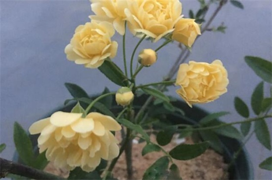 木香花的养殖方式和留意事项