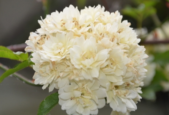 木香花的栽培技术：盆栽与地栽的栽培技术介绍