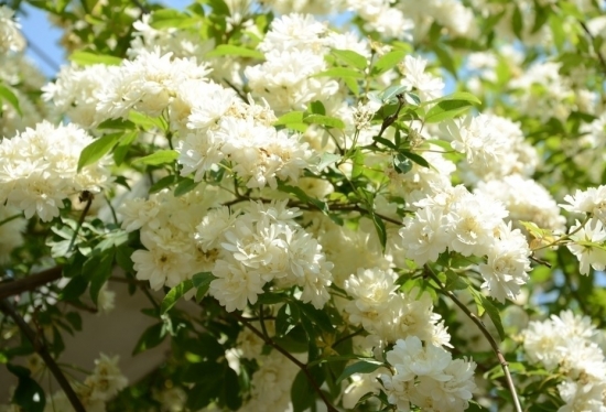 木香花的栽培技术：盆栽与地栽的栽培技术介绍