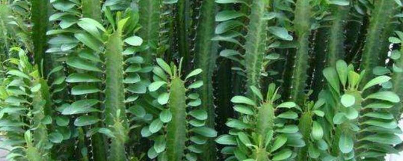 龙骨花叶子发黄如何办