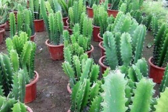 龙骨花叶子发黄如何办