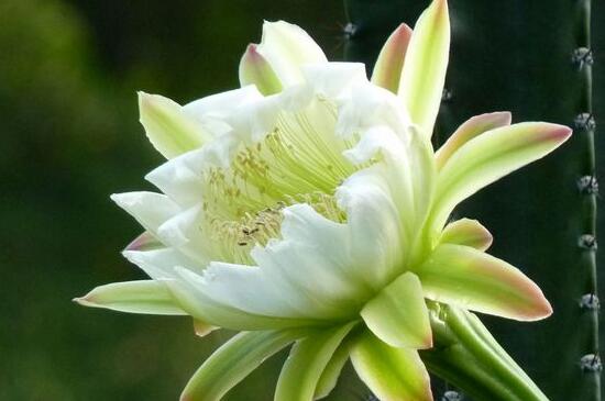 龙骨花叶子发黄如何办