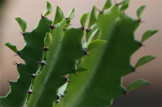 龙骨花养在客厅好吗