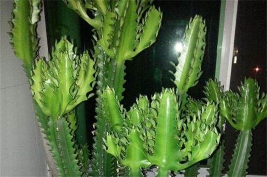 家里养龙骨到底好不好，有除煞转运的风水效果