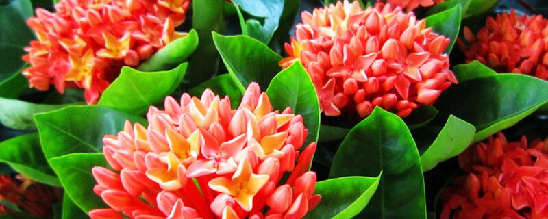 龙骨花如何繁殖