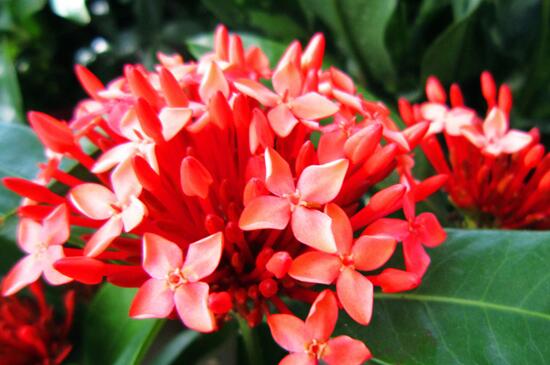 龙骨花如何繁殖