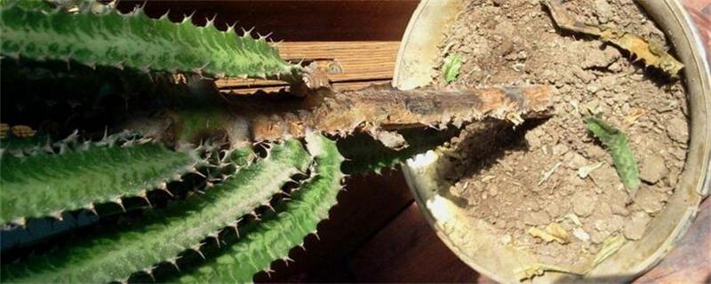 龙骨花如何施肥