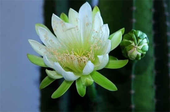 龙骨花如何施肥