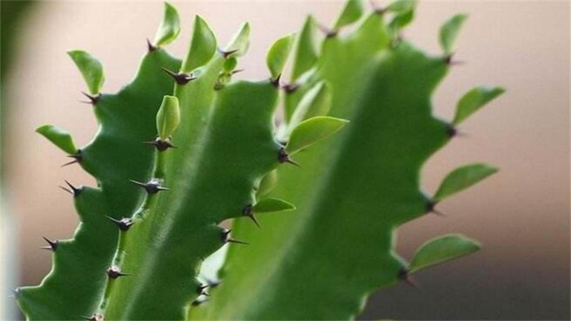 龙骨花的养殖办法