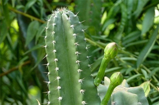 龙骨花叶子发黄如何办，五种办法教你对症下药