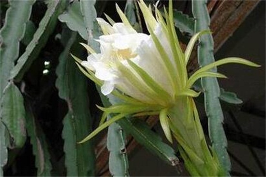 龙骨花叶子发黄如何办，五种办法教你对症下药