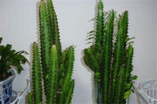 龙骨花叶子发黄如何办，五种办法教你对症下药