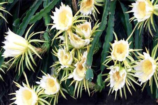 龙骨花叶子发黄如何办，五种办法教你对症下药