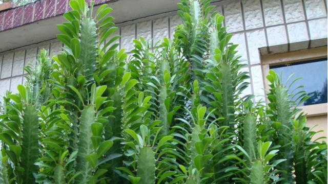 龙骨花的养殖办法