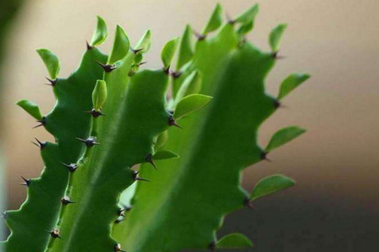 龙骨花的养殖办法