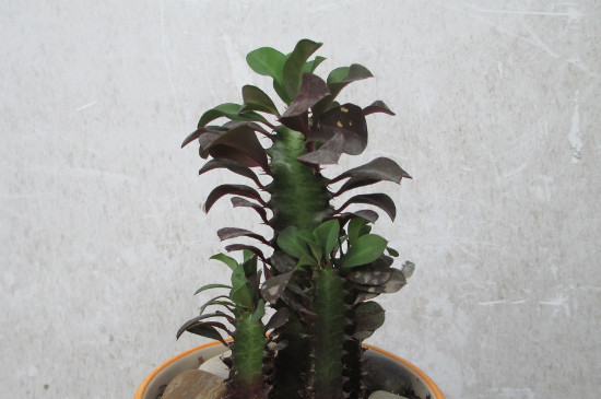 龙骨花的养殖办法