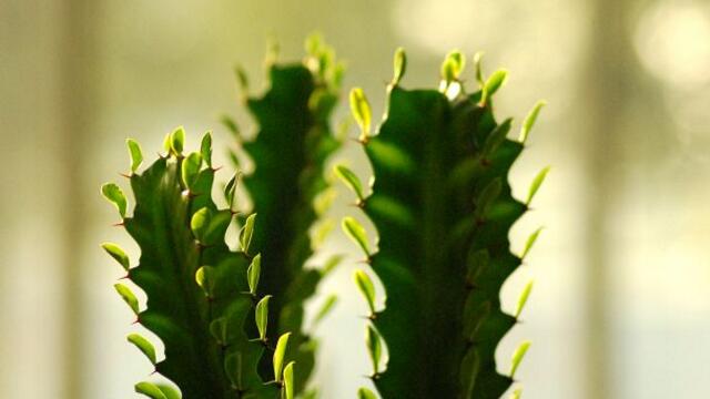 龙骨花的养殖办法