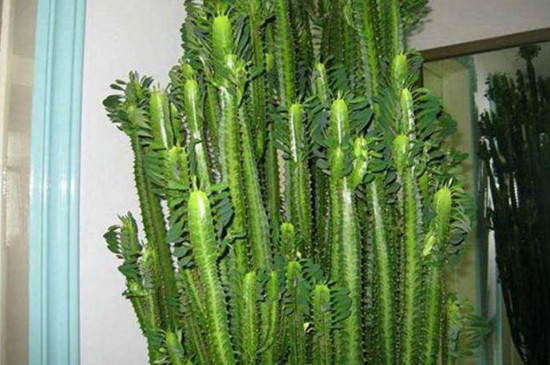 龙骨花的养殖办法